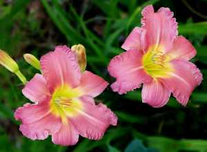 Daylily -- Hemerocallis 'Pink Playmate'