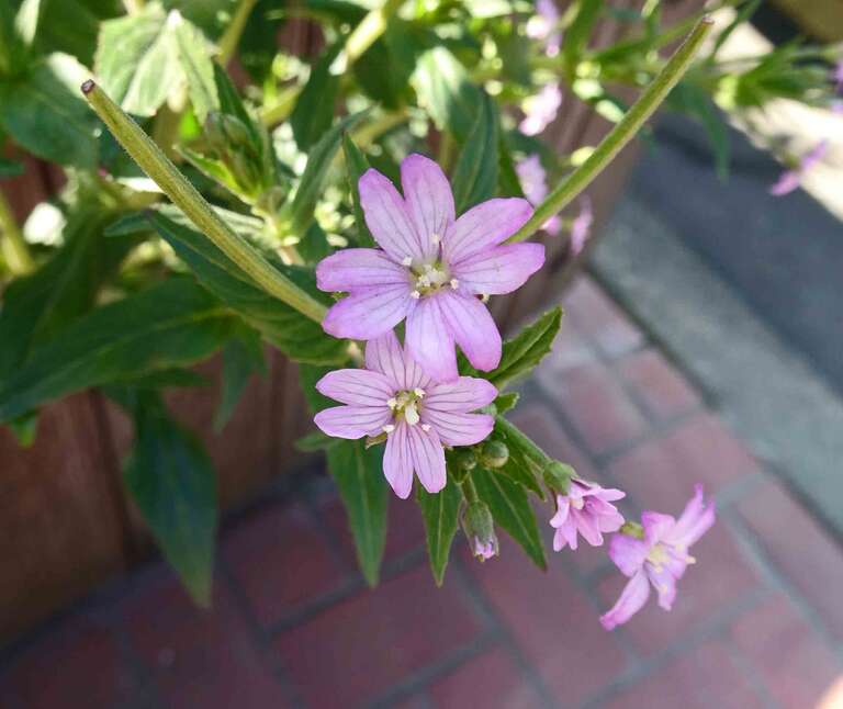 東北柳葉菜 Epilobium ciliatum  [美國阿拉斯加  Ketchikan, Alaska]