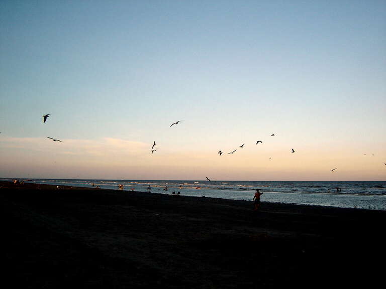 해변의 갈매기 떼 Galveston Island, Texas