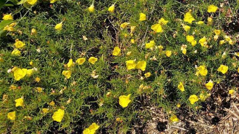 The Desert Garden here is world-famous and far exceeds every expectation. Not only are the specimens massive and rare, but they are arranged with an exceptional eye for composition. The Chinese Garden is overwhelming in its beauty, size and