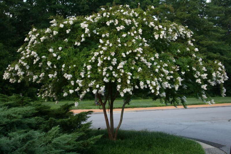 A flowering Lagerstroemia indica tree at the Sarah P. Duke Gardens at Duke University in Durham, North Carolina.