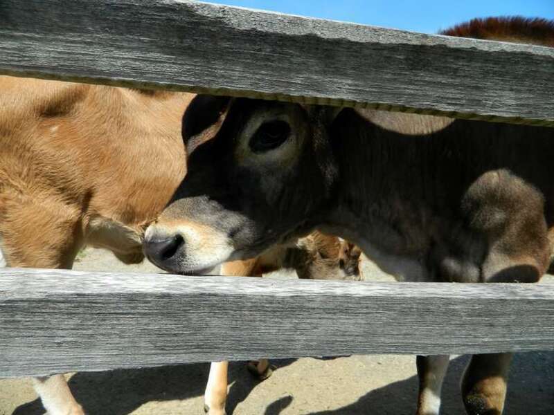 A calf looking at me