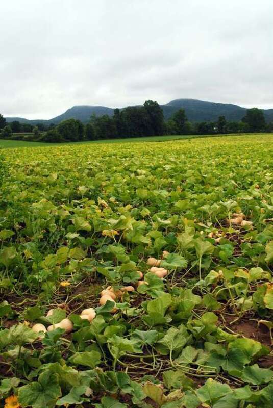 A field of squash with the Holyoke Range in the background. Fort River Division of the Silvio O. Conte National Wildlife Refuge, Hadley, MA. 
Credit: Maddie List/ USFWS
