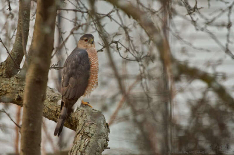 Sharp-shinned Hawk Accipiter striatus, adult, Schaumburg, Illinois, USA