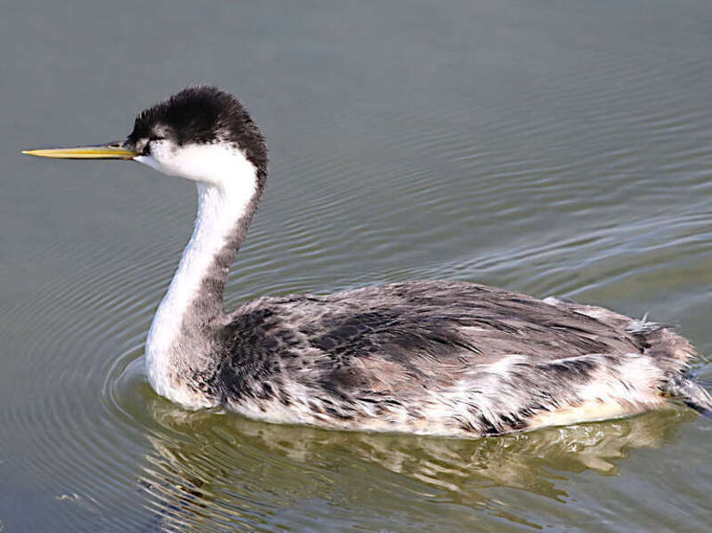 Western grebe. Bolsa Chica Ecological Reserve, California, USA