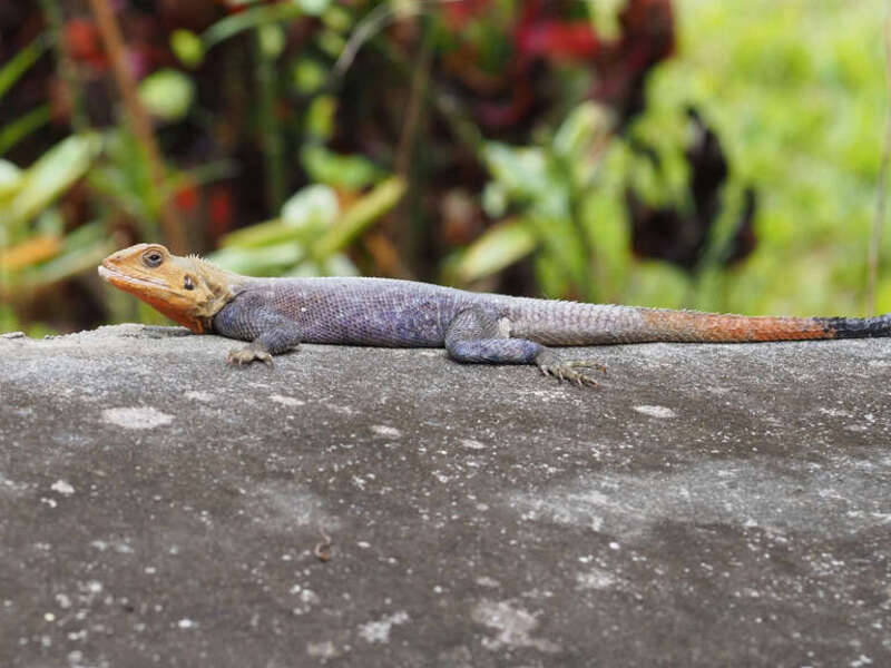 Peters's Rock Agama (Agama picticauda)