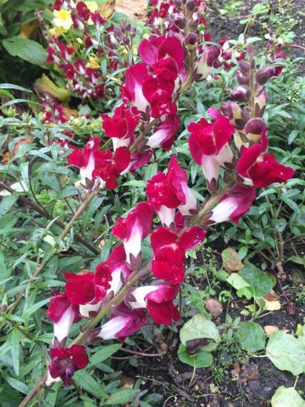 Giardino botanico di Anchorage