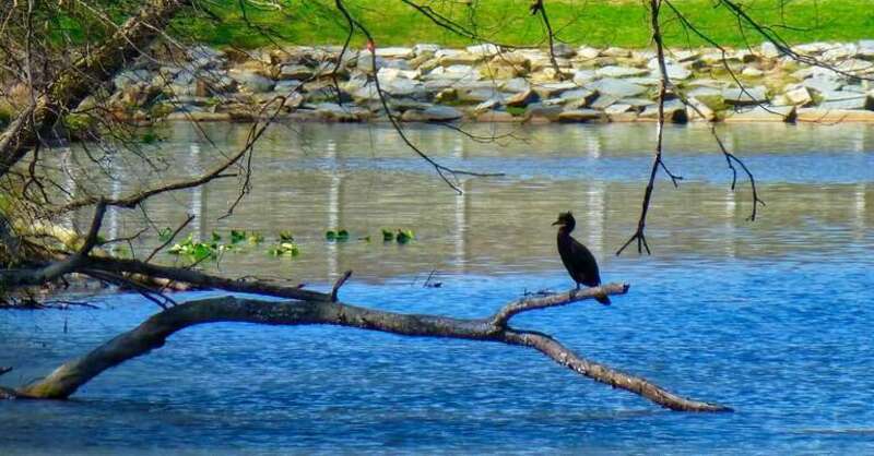 Allen Pond Park Apr 9, 2017, 9-047_edit