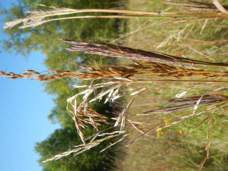 Andropogon gerardii (big bluestem), Calamovilfa longifolia (prairie sandreed), Sorghastrum nutans (Indiangrass), and Bromus inermis (smooth brome) are common along roadsides and in relatively undisturbed settings where prairie species are naturally