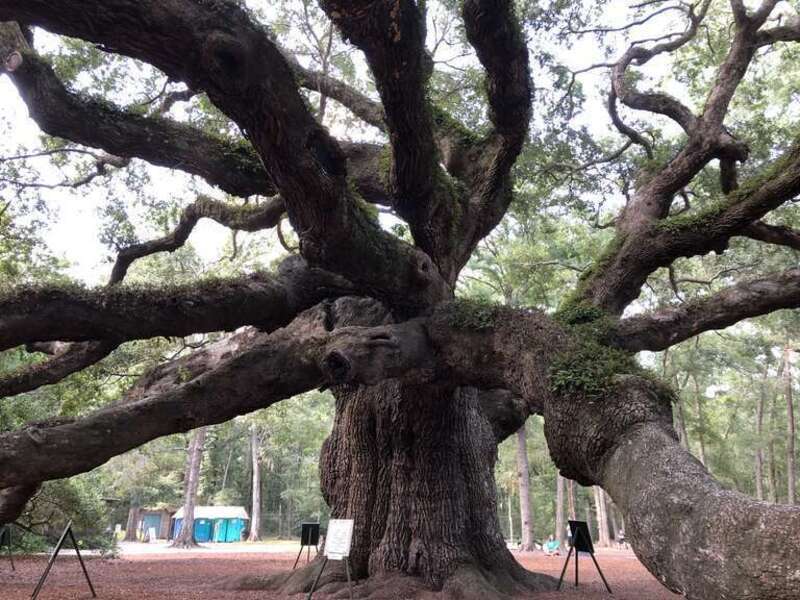Angel Oak, St Johns Island, South Carolina