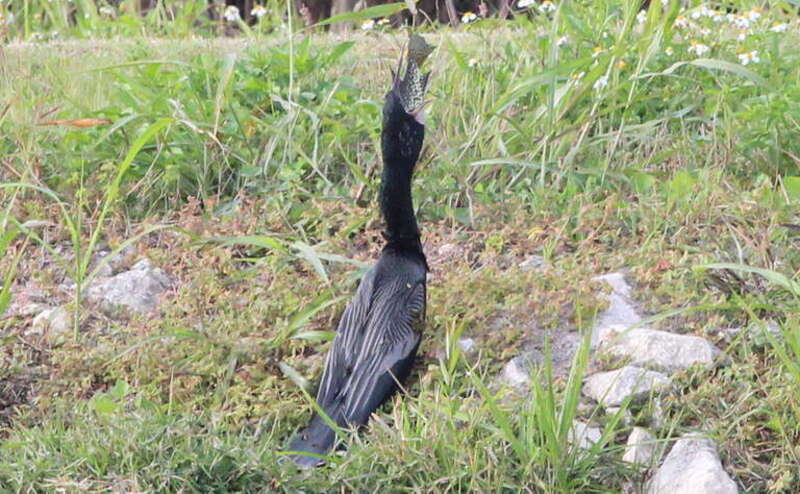 Anhingha, with food