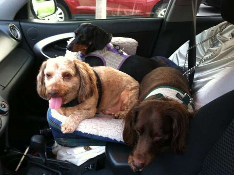 Lots of nice dogs to meet and owners to greet at the Port Warwick Mid-Week Concert.