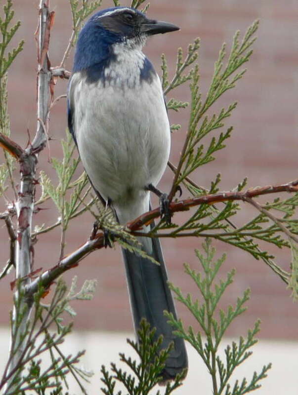 Western Scrub Jay