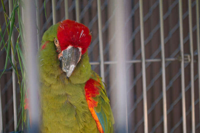 A Red-fronted Macaw at Cougar Mountain Zoo, USA.