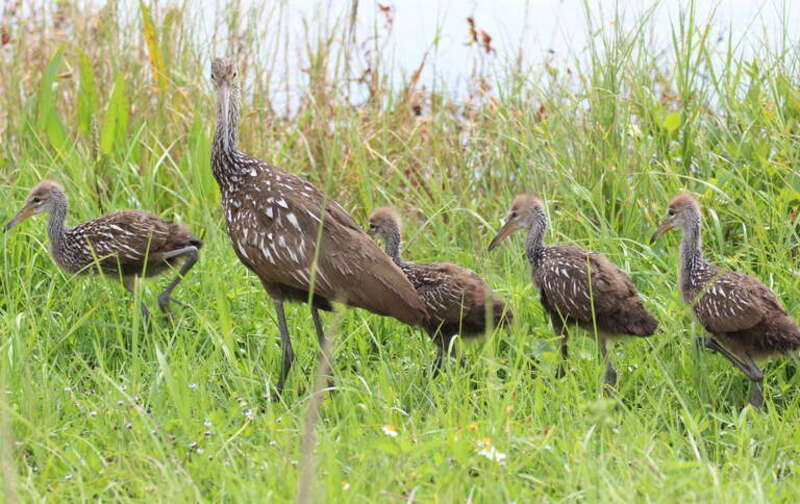 Limpkins