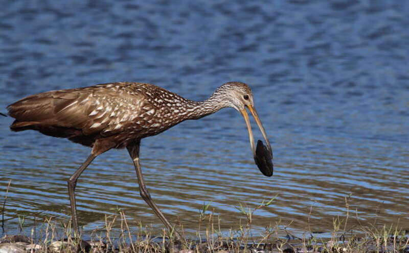 Limpkin, with food