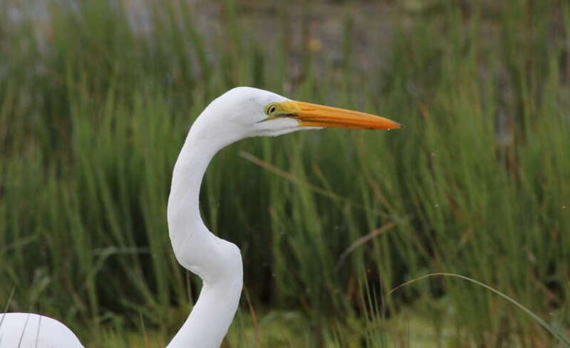Great Egret