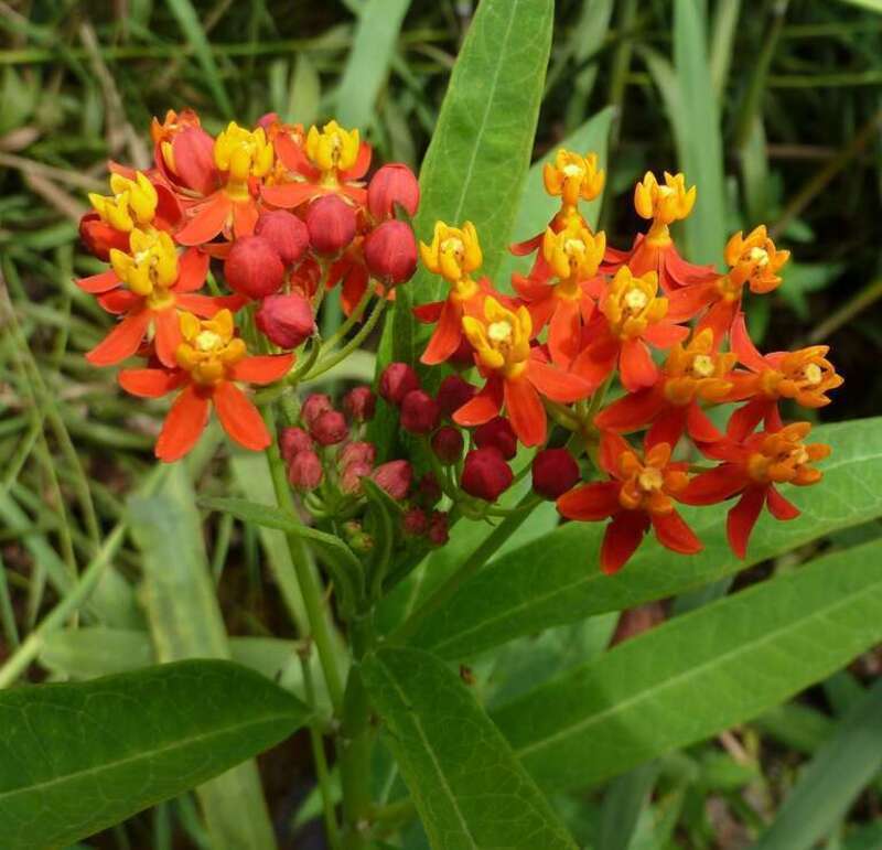tropical milkweed (Asclepias curassavica)