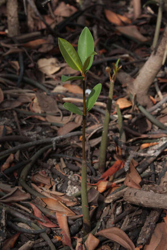 Shoot of black mangrove (Avicennia germinans).