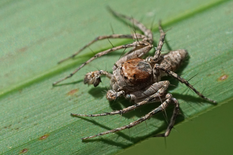 Bark Lynx Spider (Hamataliwa grisea). Species of arachnid.