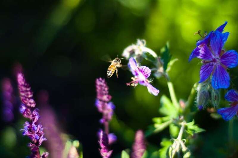 Natural light shot taken at the Matthaei Botanical Gardens.  
50mm f/1.8D lens

breatheindigital.blogspot.com