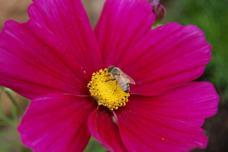 bee on cosmos