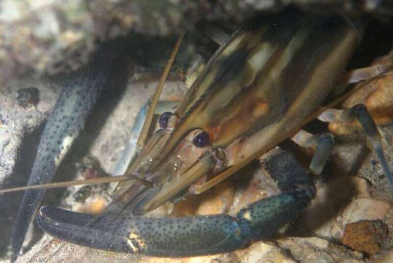 Big-claw river shrimp (Macrobrachium carcinus)