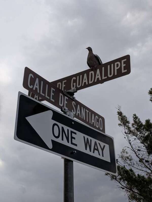 Bird on one way calle