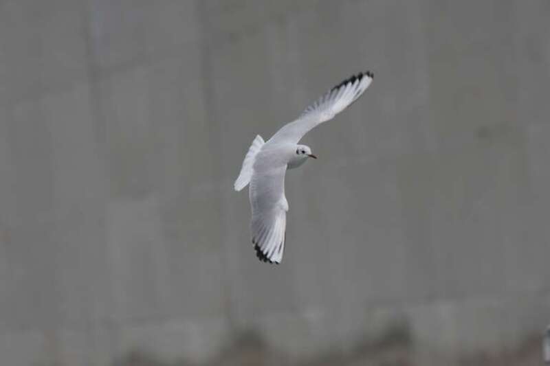 Niagara River, Robert Moses Power Plant