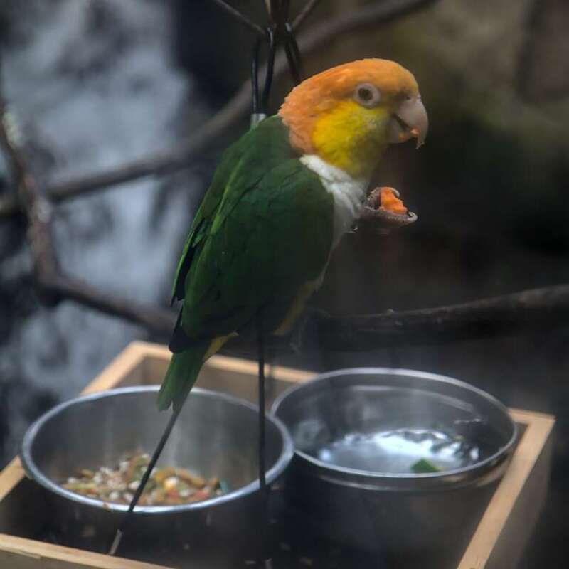 A captive black-legged parrot (Pionites leucogaster) having a snack at Moody Gardens in Galveston, Texas.