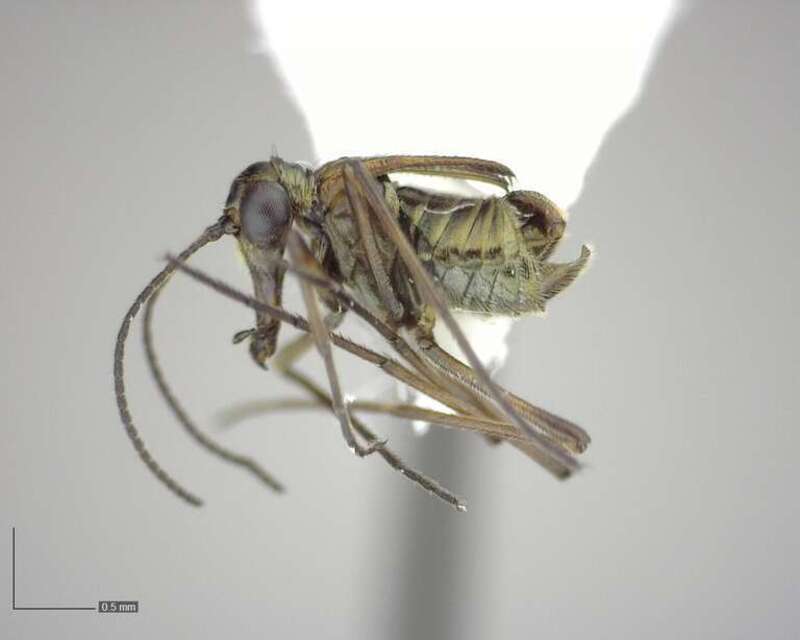 Mid-winter Boreus (Boreus brumalis)