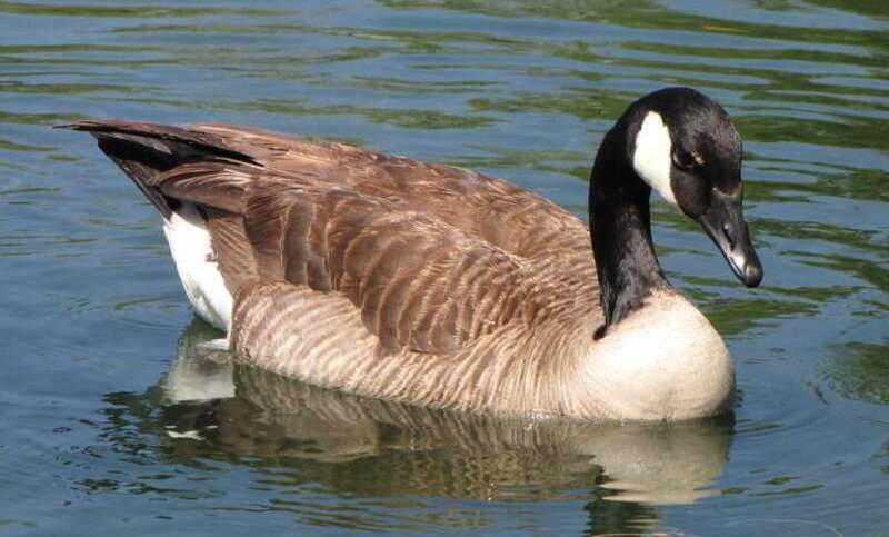 Canadian goose (Branta canadensis)
Location: Ralph B. Clark Regional Park, Buena Park, CA, USA
This is the larger bird (probably the male) of what was probably a mated pair that stayed in the small pond of the park for a few days.  There is a small