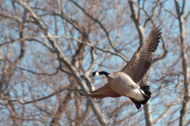 A branta canadensis/canadian goose in flight, taken in Urbana, IL