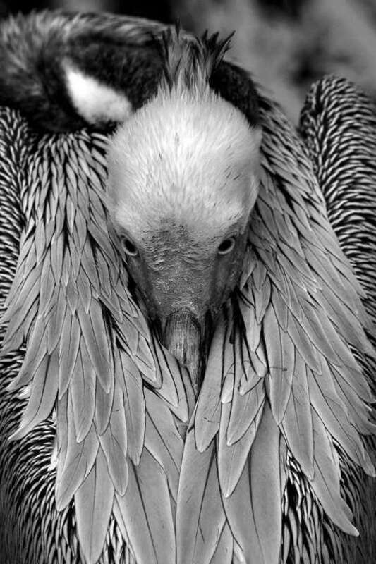 500px provided description: Brown Pelican 02 []