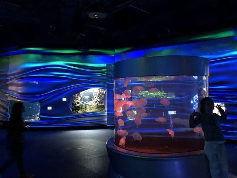 California Academy of Sciences - Steinhart Aquarium