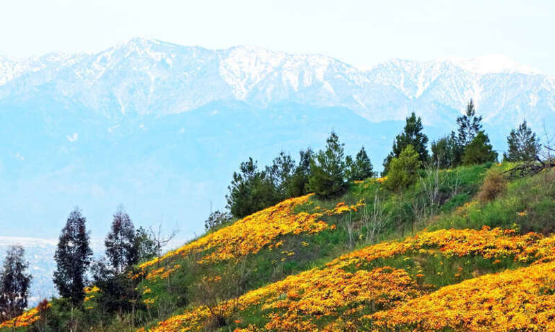 (1 in a multiple pictue album)I found this scene in the Crafton Hills not far from my house. Each Spring the wildflowers, including California Poppies (our State Flower) pop up. It gets especially spectacular when we've had a a rainy winter such we