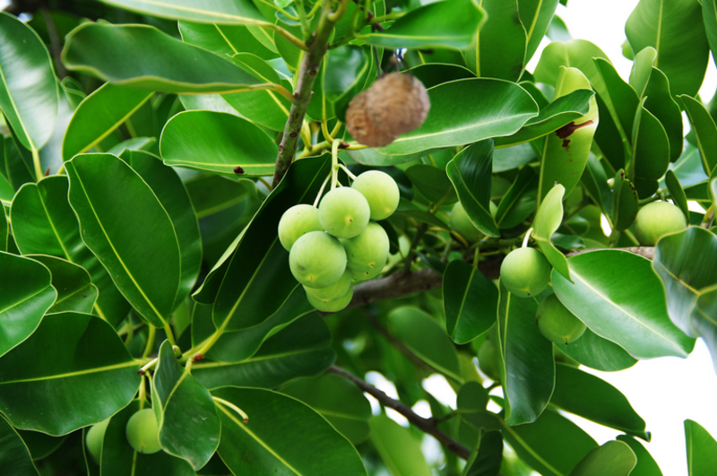 Calophyllum antillanum Britton or Calophyllum calaba Jacq. (Spanish: Palo María) photographed in San Juan, Puerto Rico