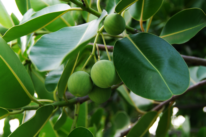 Calophyllum antillanum Britton or Calophyllum calaba Jacq. (Spanish: Palo María) photographed in San Juan, Puerto Rico