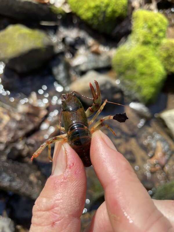 Chattahoochee Crayfish (Cambarus howardi)