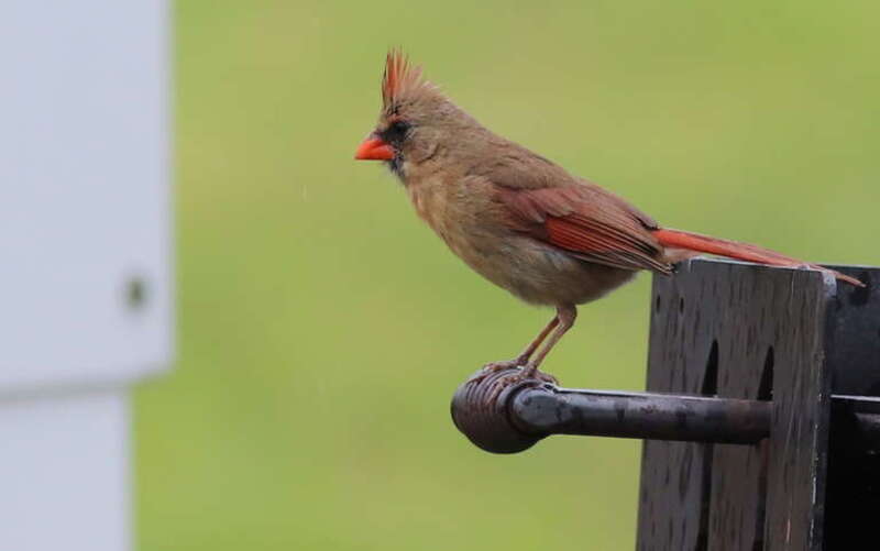 Northern Cardinal (female), on a campsite grill handle