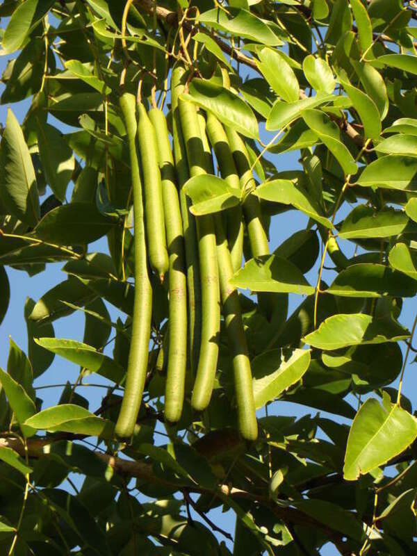 Clusters of unripe fruits hanging from a Golden Shower tree (Cassia Fistula / Fabaceae) at the Palma Sola Botanical Park, Bradenton, Florida.