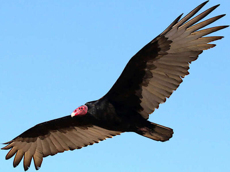 Turkey vulture in flight. Bolsa Chica Ecological Reserve,  California, USA