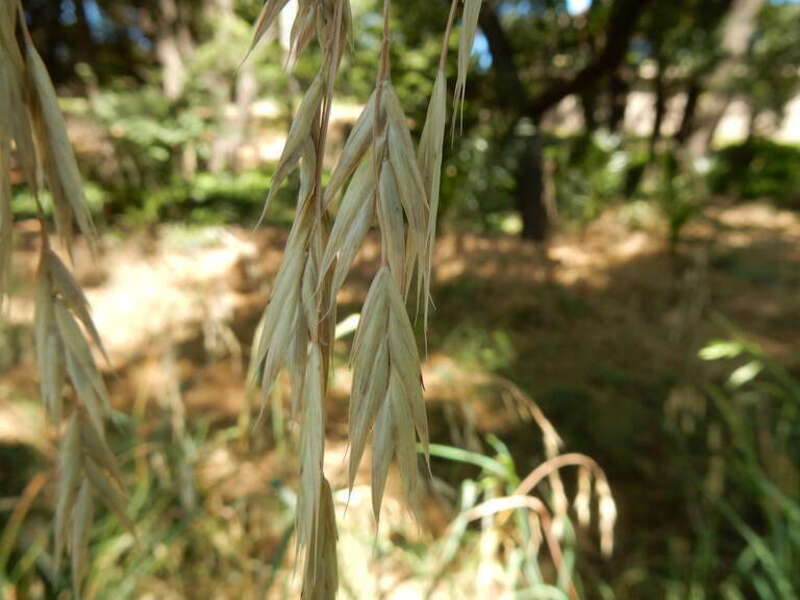 Ceratochloa carinata