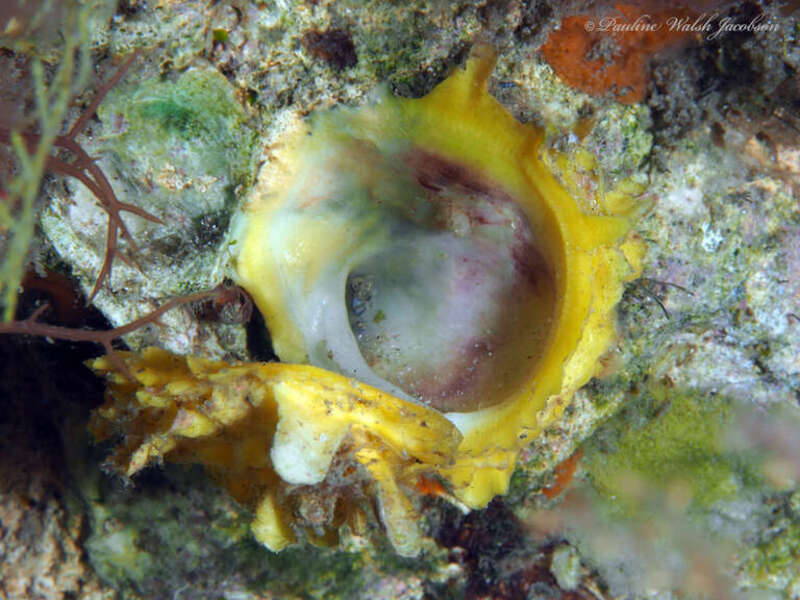 Leafy Jewel Box (Chama macerophylla)