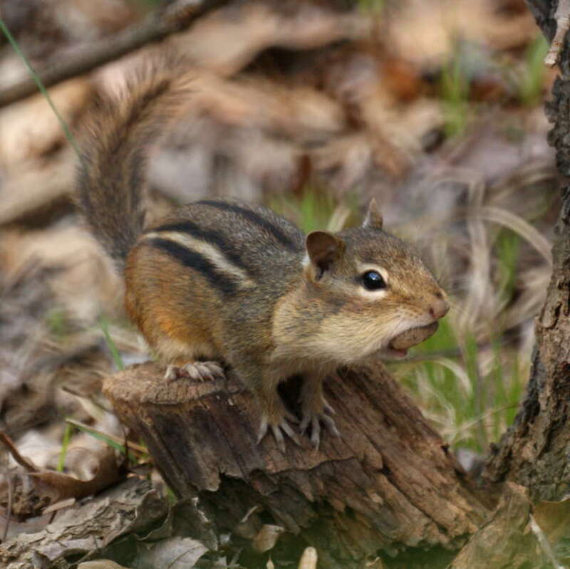 Chipmunk (Tamias striatus) Taken at Garret Mountain, West Paterson, NJ