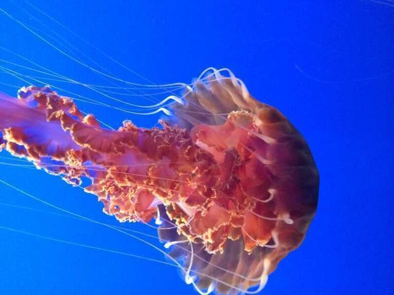 Ortiga de mar negra. Acuario de Monterey, California.