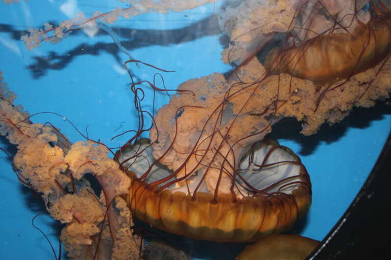A Chrysaora fuscescens en    commonly known as a Pacific Sea Nettle seen at the Birch Aquarium at the Scripps Institution of Oceanography at the University of California, San Diego