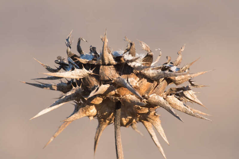 500px provided description: A hill that in the summer is covered by these good sized yellow blooms, they all get prickly and look like this, maybe 2-3 inches across.  Hand-held, trying to get a macro effect with my long lens since that's what I had