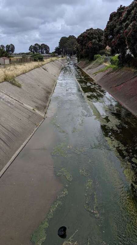 Colma Creek at Chestnut Ave, looking southeast, just above where Twelve Mile Creek joins from the right
