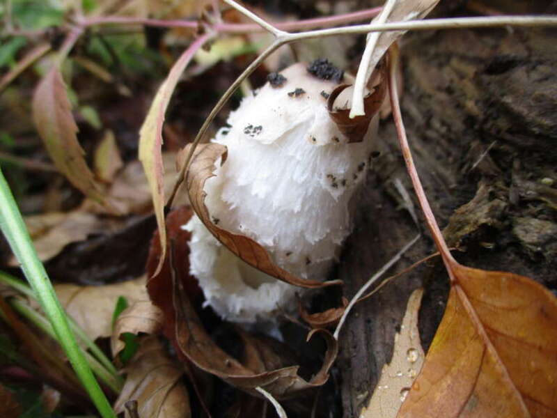 Shaggy Mane (Coprinus comatus)